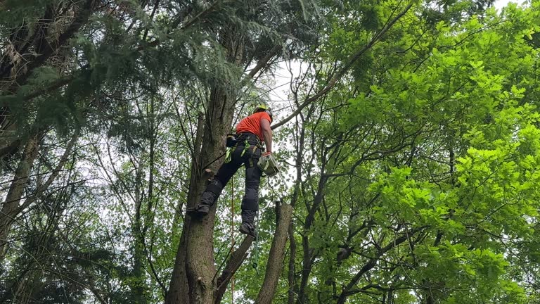 Best Tree Risk Assessment  in Midway North, TX